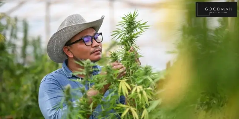 best orange county drug cultivation lawyer